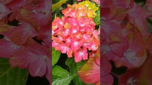 Гортензия крупнолистная в Краснодарском крае. Краткий обзор моих сортов в открытом грунте и в кашпо