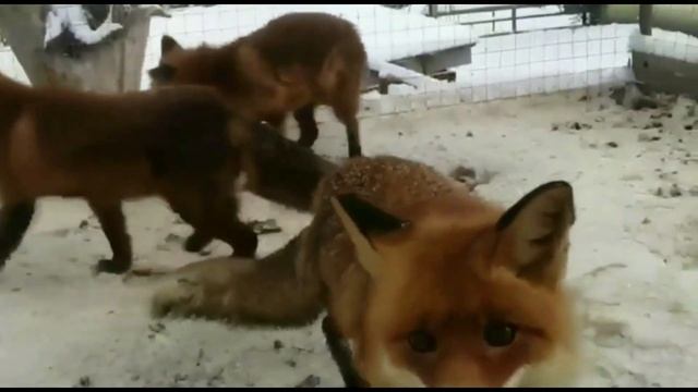 Лисята-мушкетёры дождались маму Наташу или почему их называют мушкетерами. смотреть онлайн