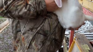 Кролики белый великан. Обзор. На улице.