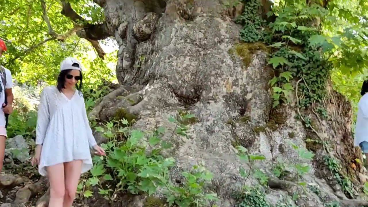 Турция. Огромное дерево 2000 лет. Джип тур из Кемера. Экскурсия Джипы за 20 долларов. Отдых в Турции