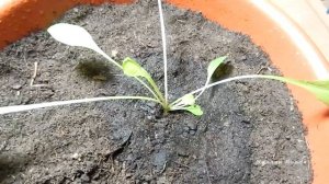 Выращиваем одуванчик в домашних условиях (из семян). Как будет развиваться одуванчик дома? Часть 1