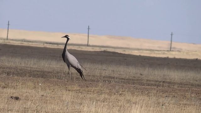 Танец журавлей смотреть онлайн