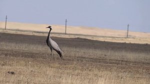 Танец журавлей