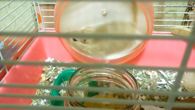 ПРОБЕЖКА ПЕСЧАНКИ КОЛЕСО| Хомячуля: Secret Life Hamster - Pets