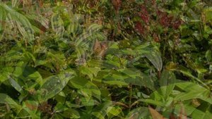 Сон Пресвятой Богородицы третий.