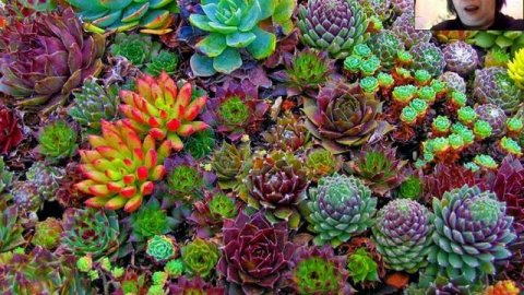 Какие комнатные растения не требуют частого полива /Часть 1/От Океаны