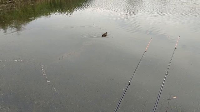 БЫЛ КЛЕВ, И ЕЩЕ ПРИПЛЫЛИ ГОЛОДНЫЕ УТКИ, РЫБАЛКА НА ПОПЛАВОК, НА КАРАСЯ КАРПА смотреть онлайн
