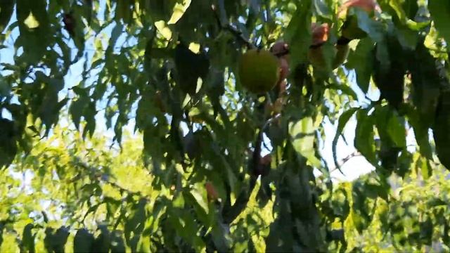 Персик Ореховый смотреть онлайн