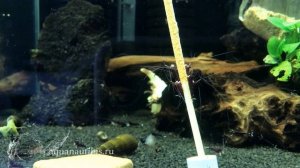 Креветки Сулавеси Кардинал - Sulawesi Shrimp