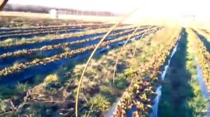 Теплицы( балаганы) для клубники, секрет ранней ягоды.