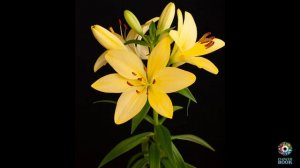 Showing the inner-beauty of flowers - Lily "Aygo"