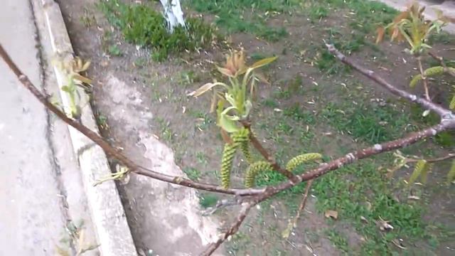 Алёнушка и червячки 10 04 2017 смотреть онлайн