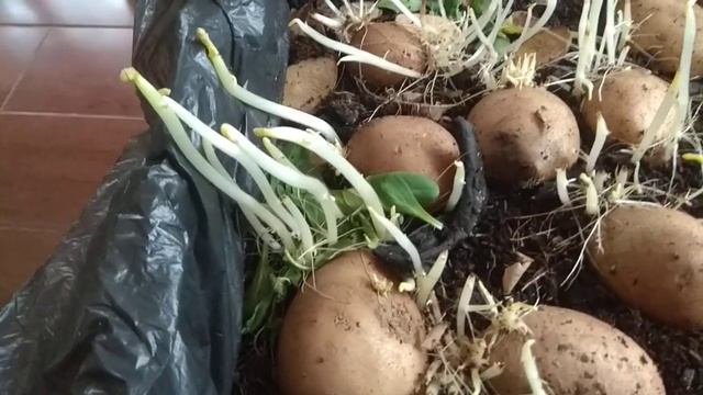 041 Повторное#проращивание#клубней#картофеля#за две недели