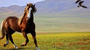 Ат баптағанда жылқының терін қалай алады? (аудиокітап)