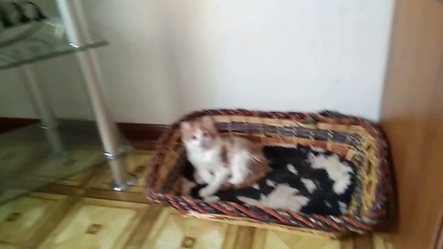 Котята Американский керл.  131217