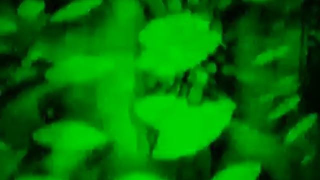 Iosif V - Locus Solus part.3: Amph-ph-ph-ph-phetimine (2003) смотреть онлайн