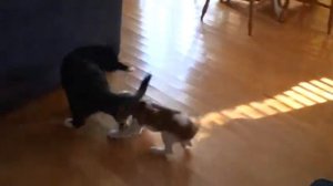 Cavalier King Charles Yuna amitié avec le chat (Кавалер Кинг Чарльз спаниель Юна)