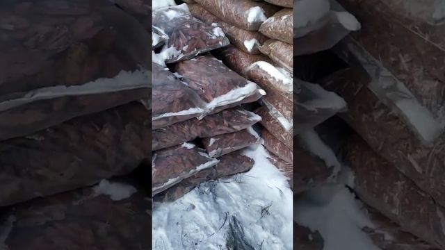 Кора лиственницы смотреть онлайн