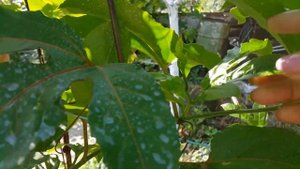 Почему НЕ цветет пассифлора. Что с ней не так? / Why passionflower does NOT bloom.
