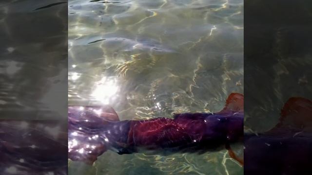 фото кальмара смотреть онлайн