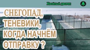 Как чувствуют себя хвойные после снегопада,когда отправка сеянца,теневики питомника "Хвойный дворик"