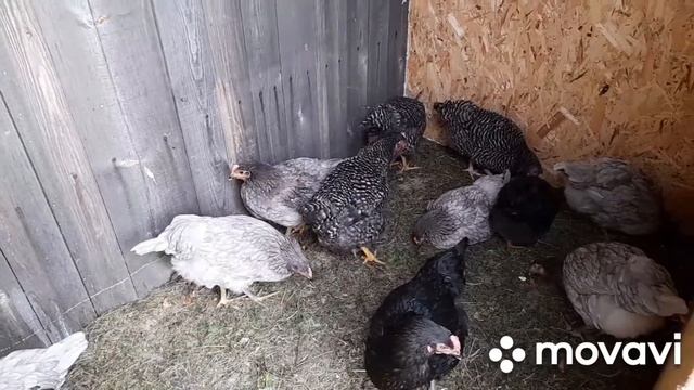 Утепляем курятник. смотреть онлайн