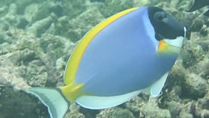 Kaafu Atoll  -  Maldives Islands