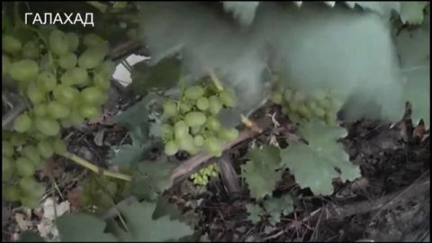 Аюта,Бодрый,кишмиш Венус,Галахад,кишмиш 342,Амбер,кишмиш Цимус.