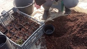 Перевалка метельчатой гортензии из Р9 в больший объем. Формировка куста.