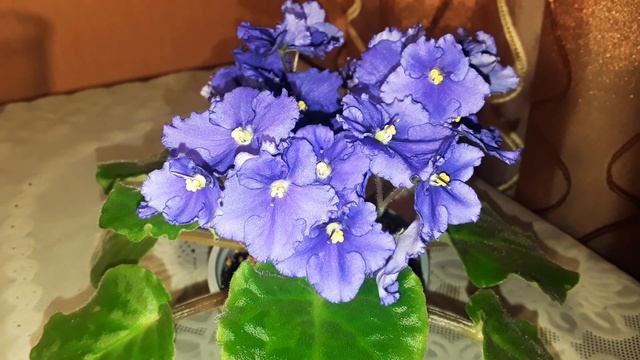 Как рассчитать диаметр горшочка для фиалки? Какой выбрать? смотреть онлайн