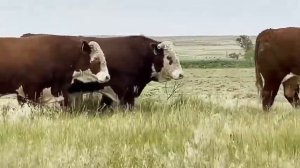 Быки Породистые Симменталы, Экспорт Быков из России.