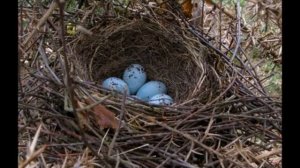 Снегирь - интересные факты