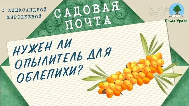 Садовая почта: Нужен ли опылитель для облепихи? Выпуск 20