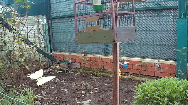 Свежепойманный Щегол на прослушке смотреть онлайн