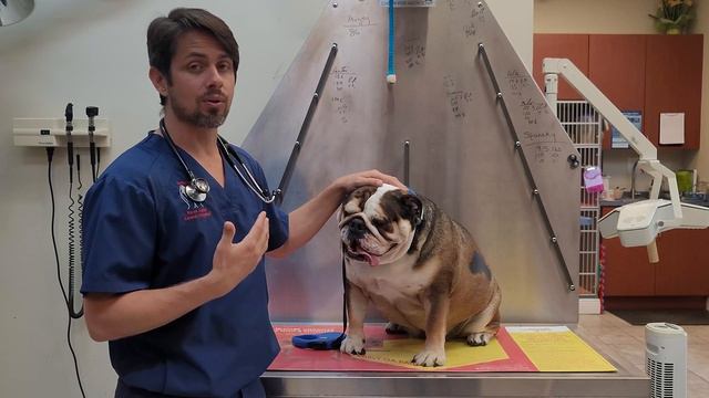 Facial Fold Dermatitis in Dogs смотреть онлайн