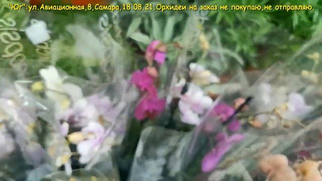 ЧУДЕСНЫЙ завоз ОРХИДЕЙ:Готрис трилипсы,Коты, Леко,18.08.21.Магазин "Юг",Самара,ул.Авиационная,8. смотреть онлайн