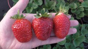 КРАПО-10 ремонтантный сорт земляники садовой крупноплодной.