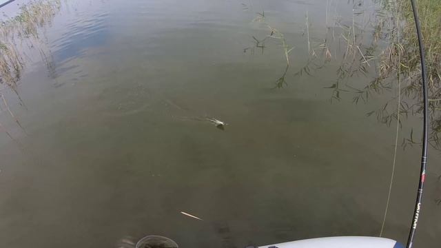 Рыбалка. #2 Окунь крупнее и жаднее. смотреть онлайн