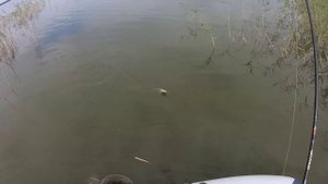 Рыбалка. #2 Окунь крупнее и жаднее.