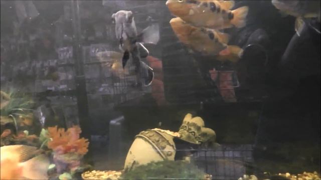 Мой аквариум.Аквариумные рыбки. Рыбка попугай. Золотая рыбка. смотреть онлайн