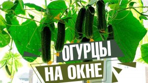 Как вырастить огурцы на подоконнике ✔️ Лучшие сорта огурцов для выращивания дома