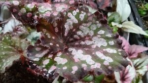 Бегония DS 31 июня (детка)