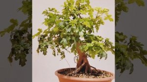 Bonsai Acer campestre - Feldahorn