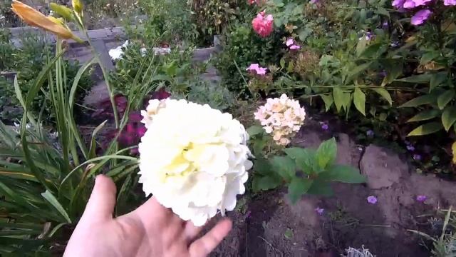 Обзор гортензий. Гортензии сжирает гусеница американской белой бабочки смотреть онлайн