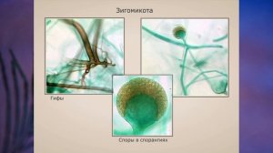 "Отдел Зигомикота", Биология 7 класс, Сивоглазов