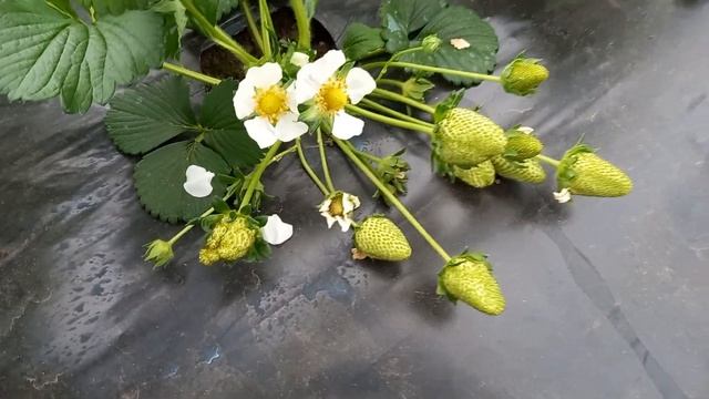 клубника альбион надежда на (миллион)!!! смотреть онлайн