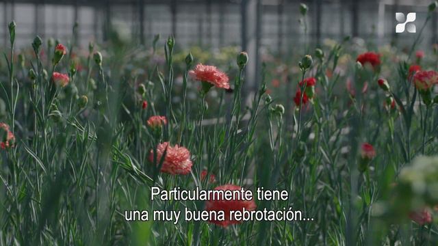 Nuevas introducciónes de flor cortada: Dianthus смотреть онлайн