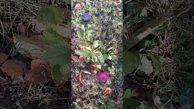цветы осенние Астра Подмосковье 2022/autumn flowers Astra Moscow region 2022#shorts смотреть онлайн