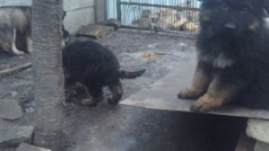 Немецкая овчарка длинношерстная, щенки, 2 месяца