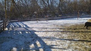 Наш молодняк